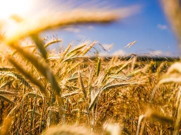 Agricoltura e alimentazione