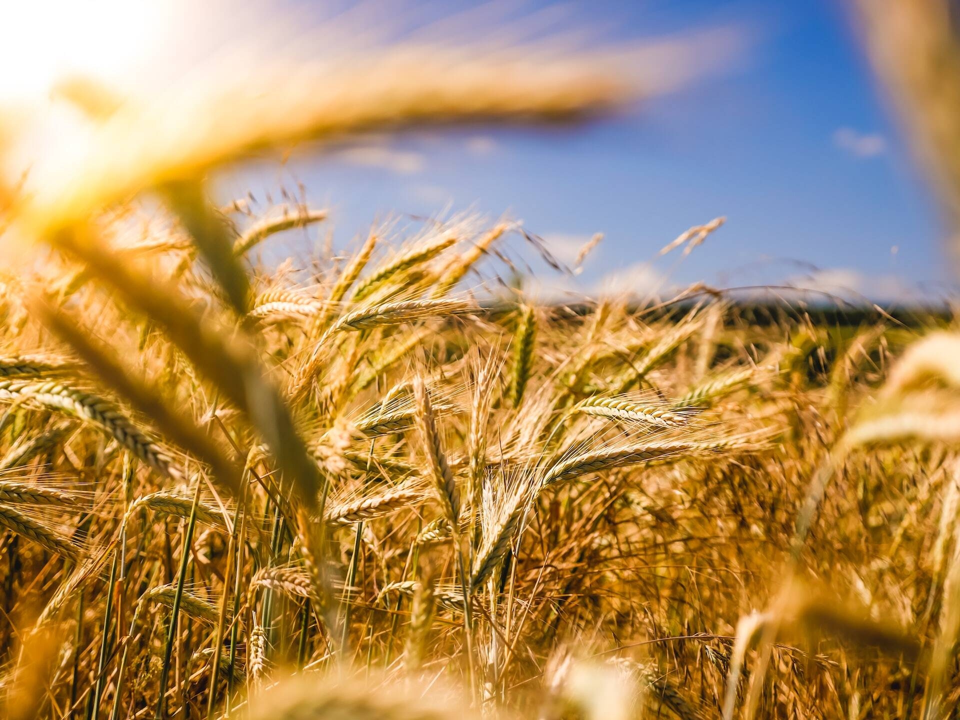 Agricoltura e alimentazione Agricoltura e alimentazione