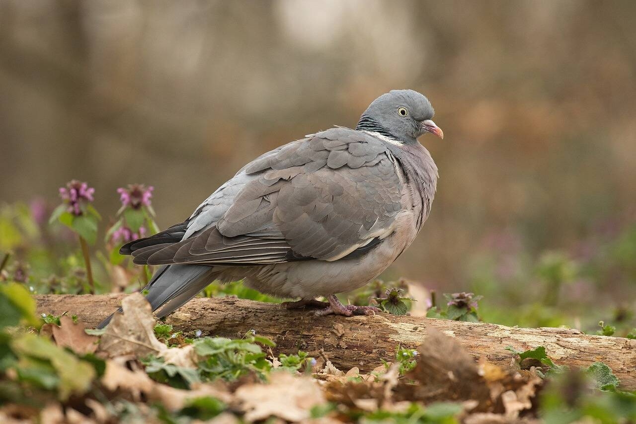 Immagine: colombaccci2