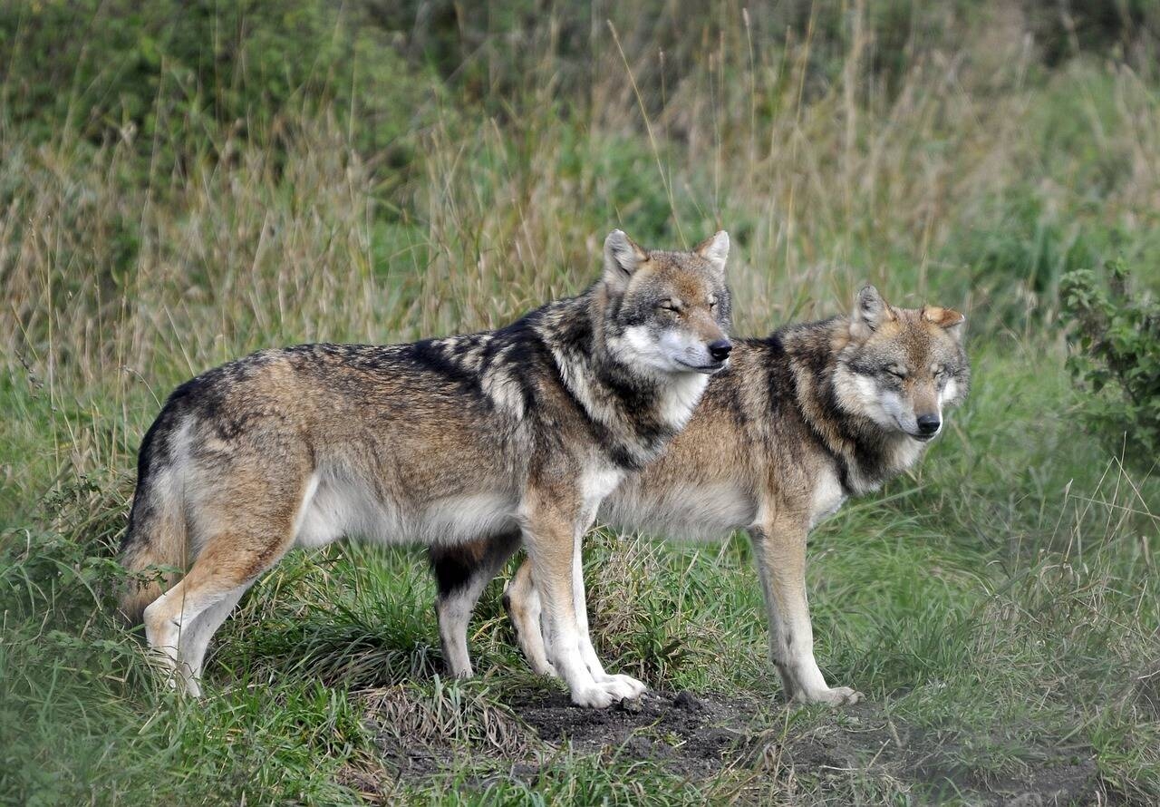 Immagine: Lupi