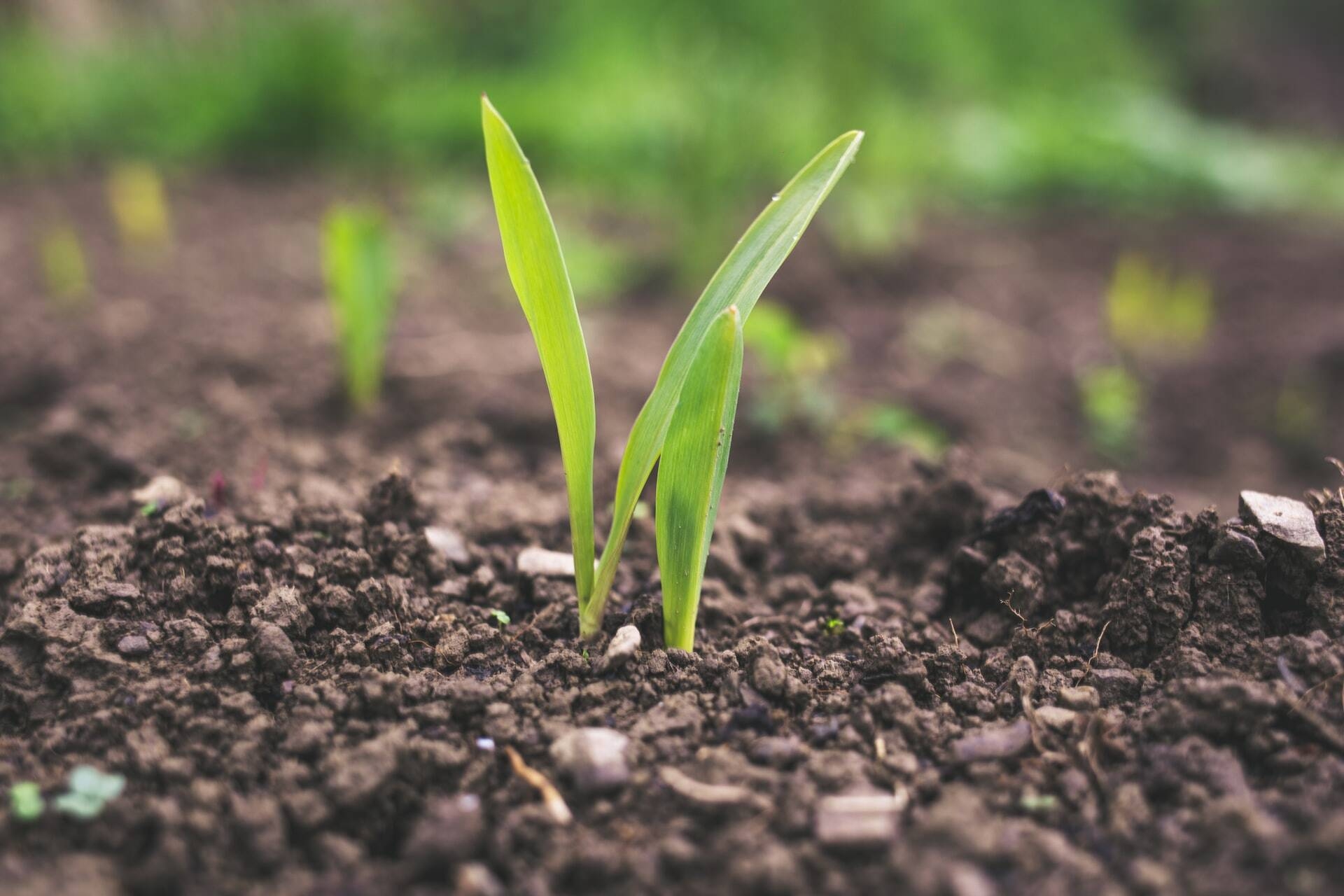 Immagine: Patto per il lavoro e per il clima
