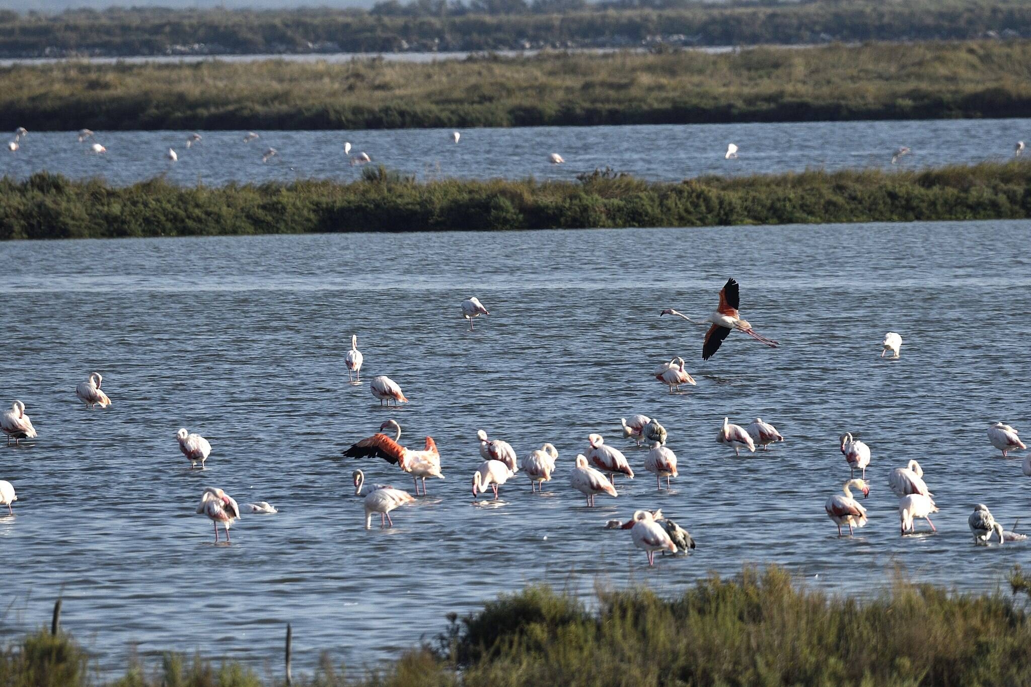 Fenicotteri in salina