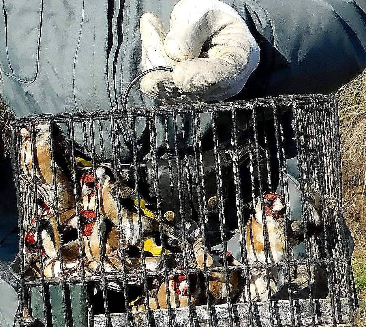 Immagine: Uccellini gabbia1