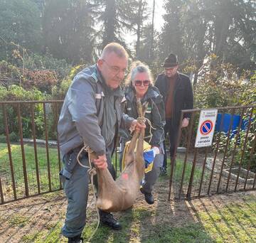 Polizia provinciale recupera e libera un capriolo